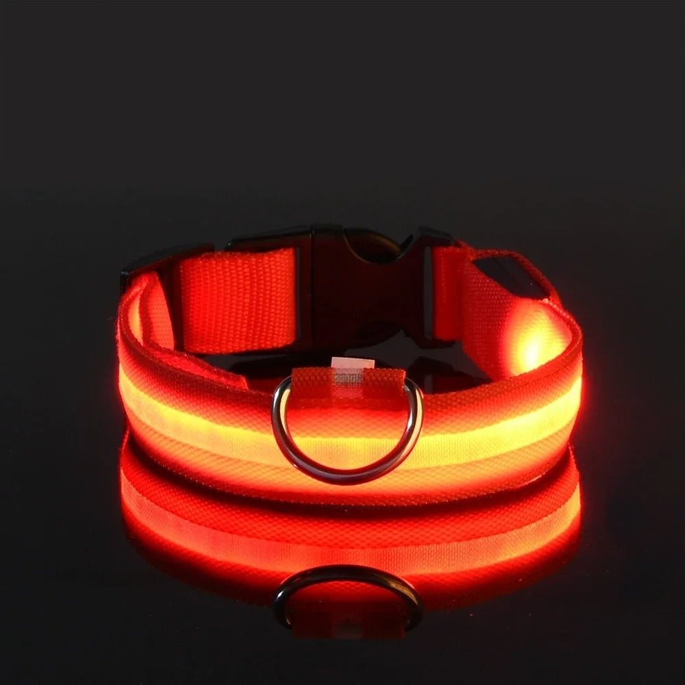 Collier et laisse lumineux pour chien
