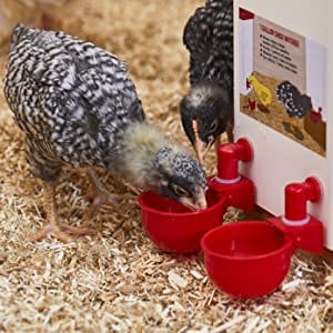 CotCotHydro - Abreuvoir Automatique Premium pour Volailles