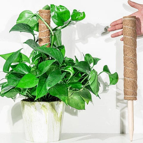 Tuteur pour Plante Grimpante Robuste (+50m de Ficelle Offert)