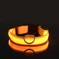 Collier et laisse lumineux pour chien