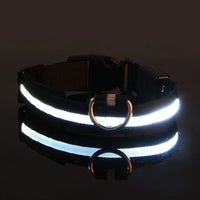 Collier et laisse lumineux pour chien