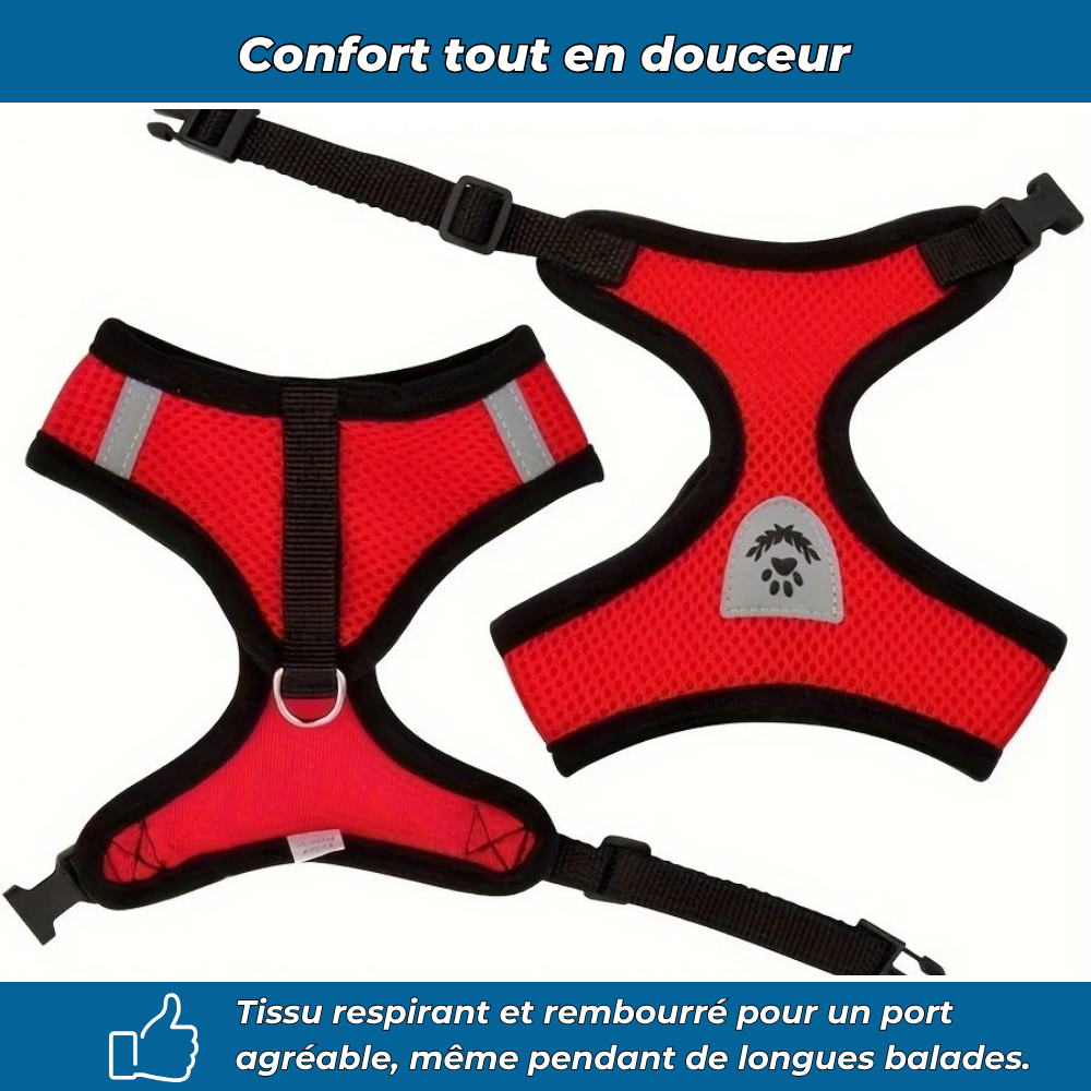 Harnais sécurisé avec laisse pour chat explorateur