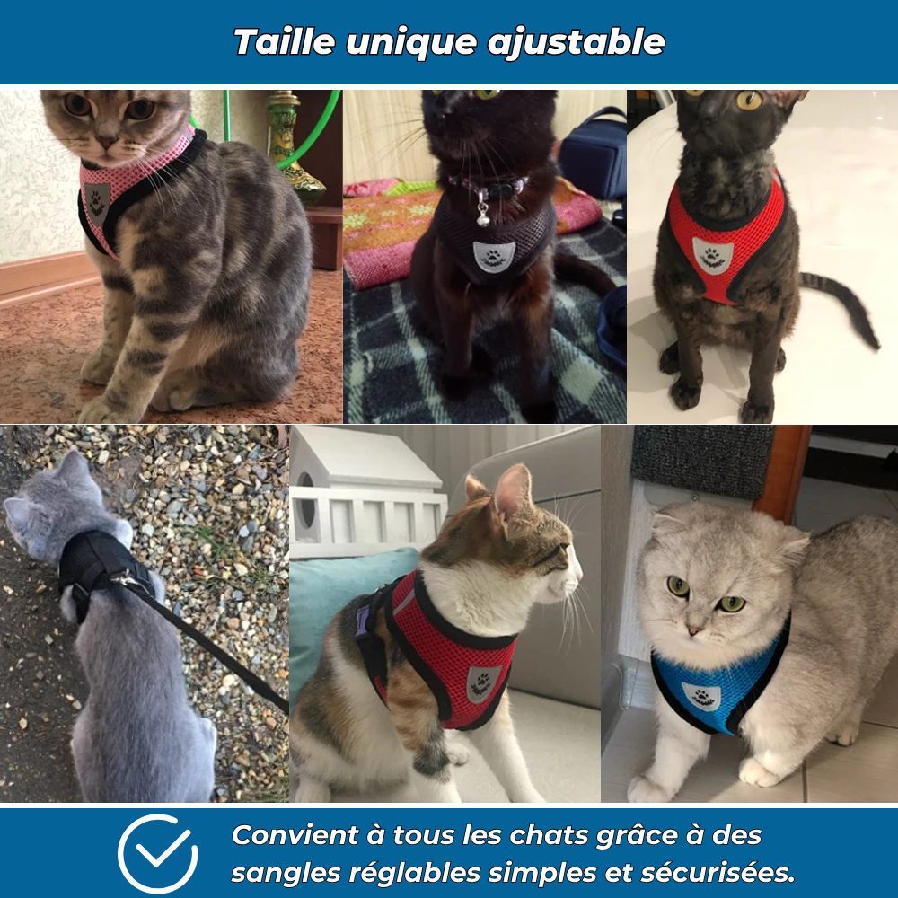 Harnais sécurisé avec laisse pour chat explorateur