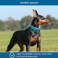 Collier LED phosphorescent pour chien
