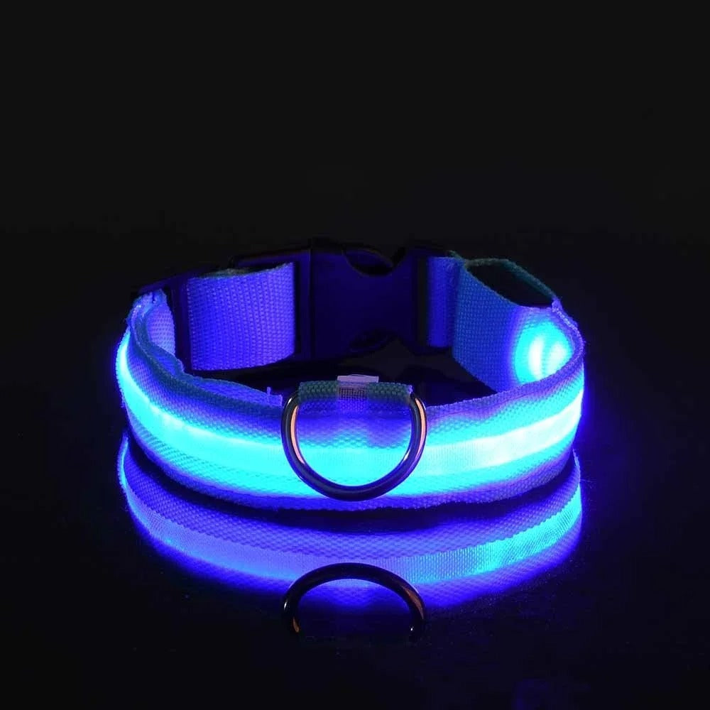 Collier et laisse lumineux pour chien