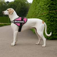 Harnais chien nom personnalisé – réglable et anti-étranglement