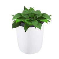 Pot de Fleur Mural Blanc