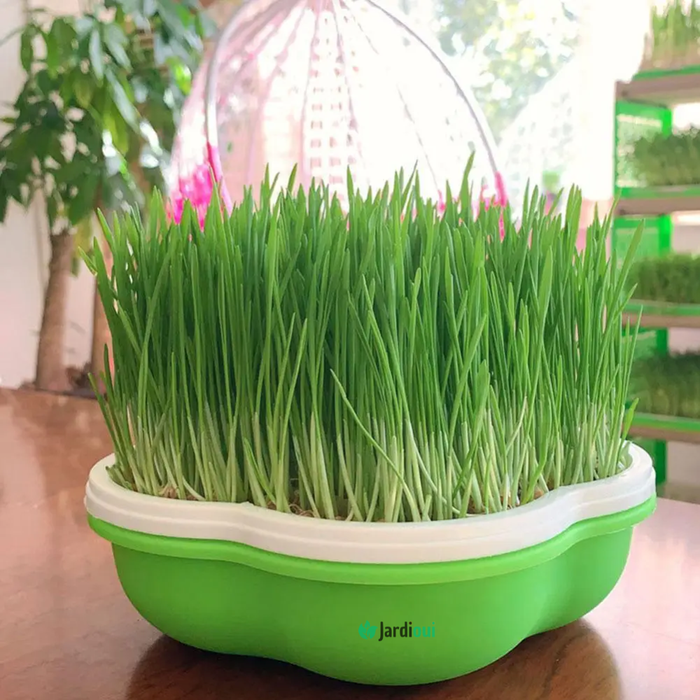 Jardioui 1 Boîtes (29.90 €/ pcs) Plateau de Culture Hydroponique Maison Innovant