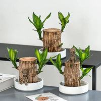 Bois Porte-Bonheur Apaisant (+Figurine Offerte)