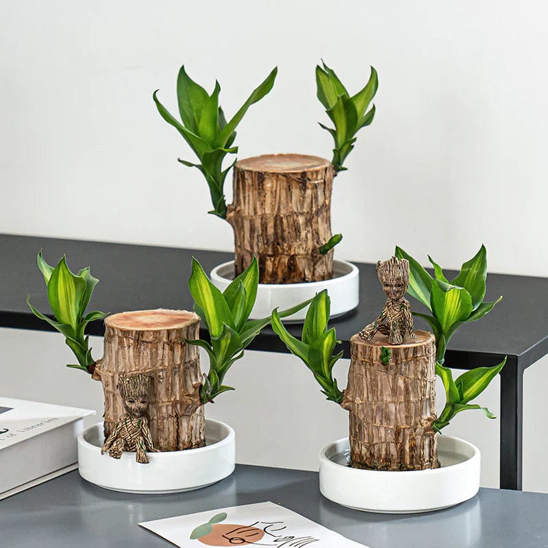 Bois Porte-Bonheur Apaisant (+Figurine Offerte)