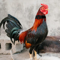 Collier Anti-Cri Réglable pour Poulets