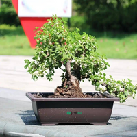Jardinière Rectangulaire Élégante