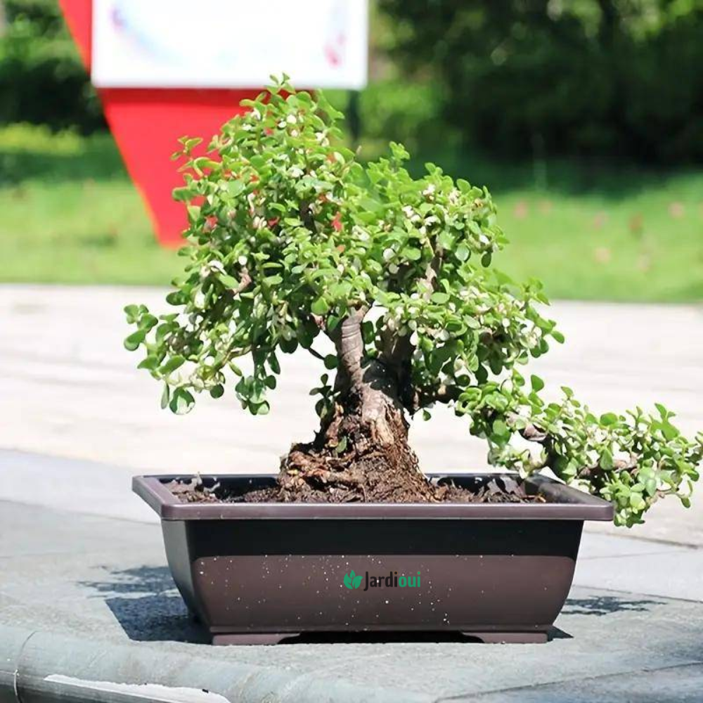 Jardinière Rectangulaire Élégante