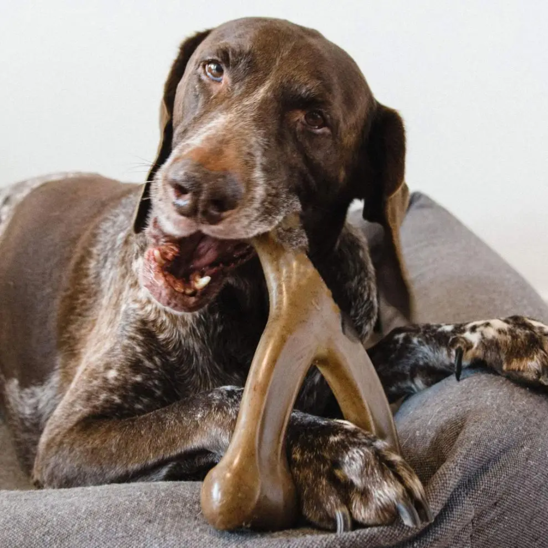 Jouet à Mâcher Ultra-Robuste pour Chien