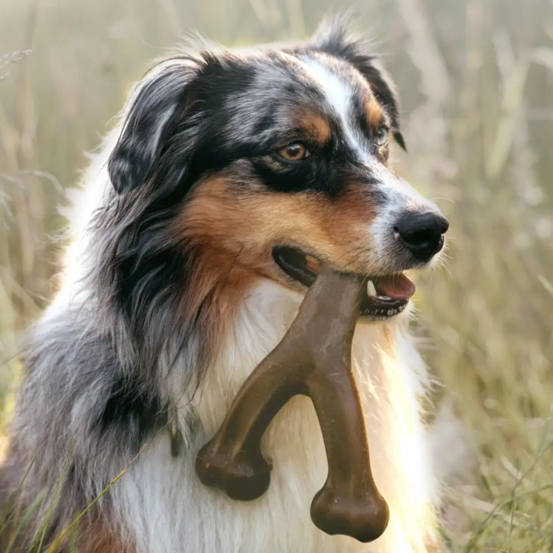 Jouet à Mâcher Ultra-Robuste pour Chien