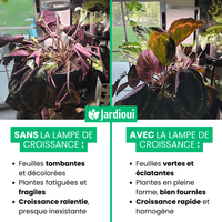 Lampe de Croissance LED d'Intérieur (Lot de 2+1 Offerte)