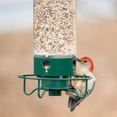 Mangeoire Anti-Écureuil Ultime pour Oiseaux