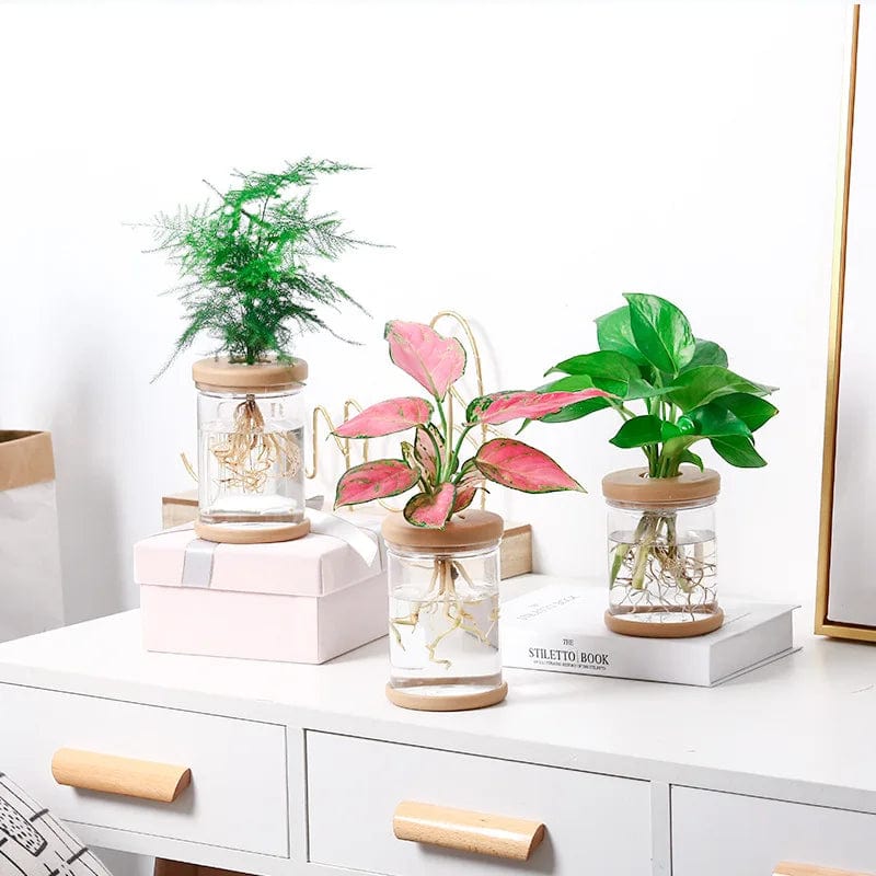 Mini Pot Hydroponique Transparent Innovant