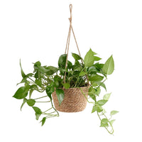 Pot de Fleur en Osier