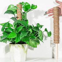 Tuteur pour Plante Grimpante Robuste (+50m de Ficelle Offert)