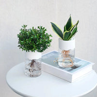 Vase en plastique hydroponique Minimalistes